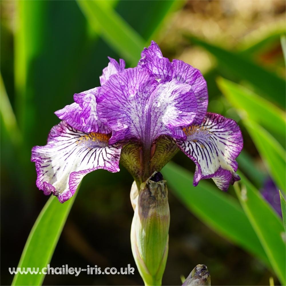 Photo of Intermediate Bearded Iris (Iris 'Sangone') uploaded by jeffa