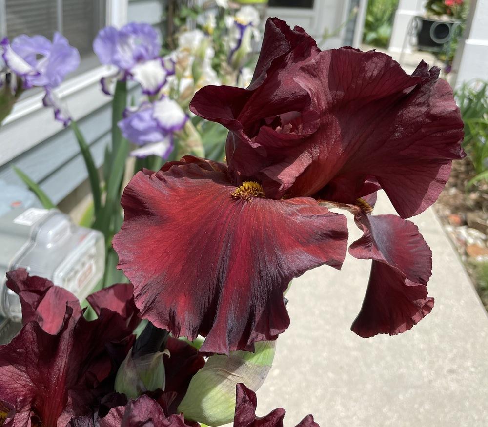 Photo of Tall Bearded Iris (Iris 'Dynamite') uploaded by ljb5966