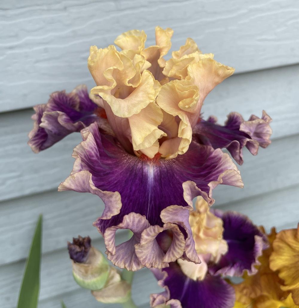 Photo of Tall Bearded Iris (Iris 'Born This Way') uploaded by ljb5966