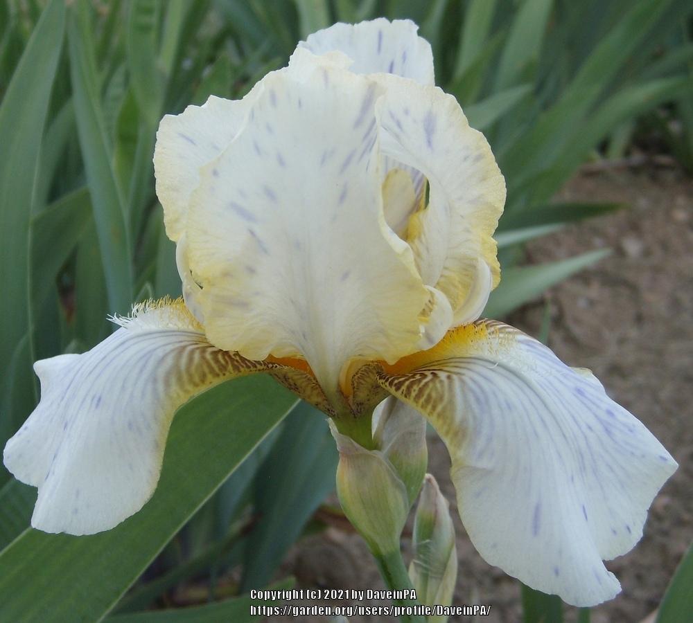 Photo of Tall Bearded Iris (Iris 'Antarés') uploaded by DaveinPA