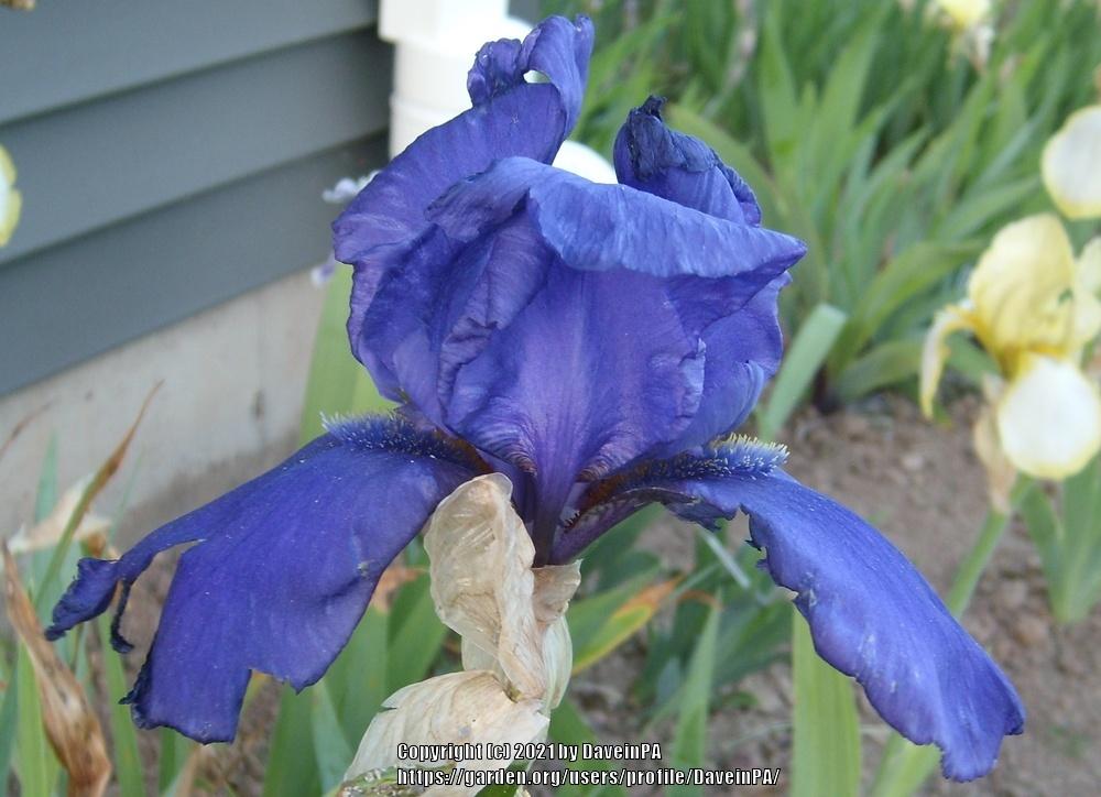 Photo of Tall Bearded Iris (Iris 'Gulf Stream') uploaded by DaveinPA