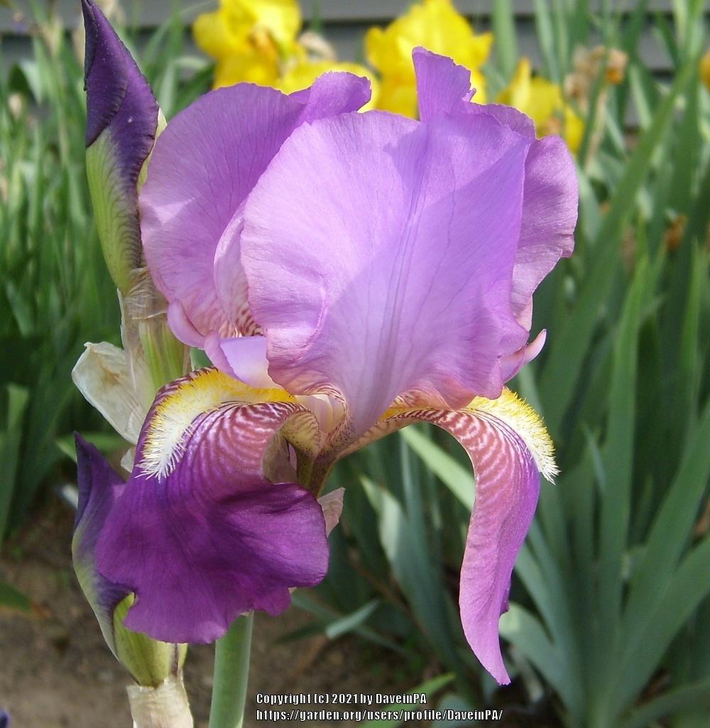 Photo of Tall Bearded Iris (Iris 'Ozone') uploaded by DaveinPA