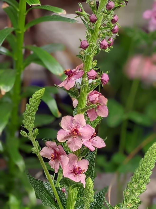 Photo of Ornamental Mullein (Verbascum 'Southern Charm') uploaded by Joy