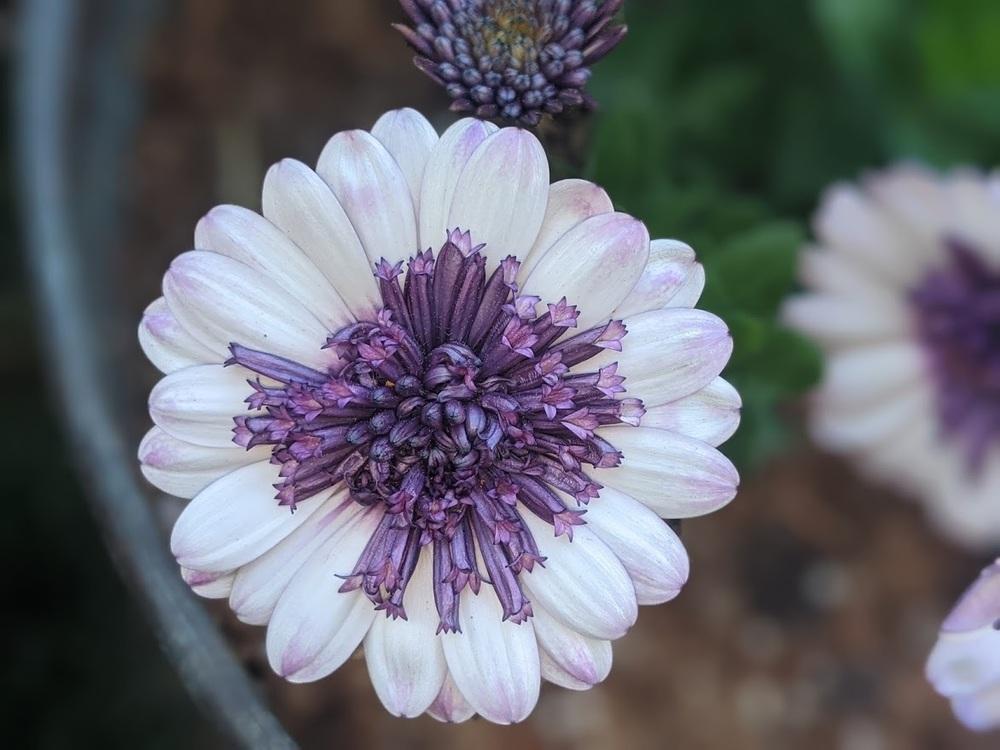 Photo of African Daisy (Osteospermum ecklonis 4D™ Violet Ice) uploaded by Joy