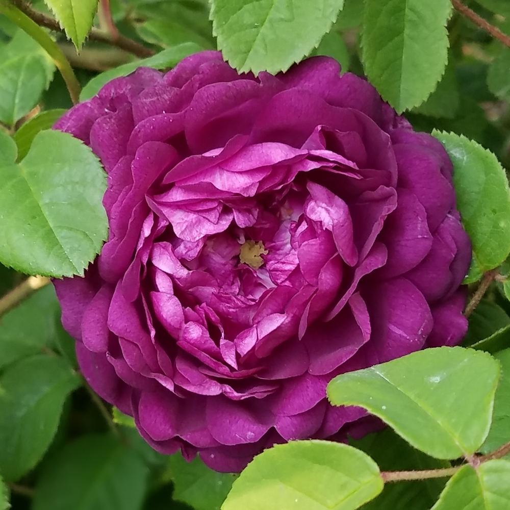 Photo of Rose (Rosa 'Cardinal de Richelieu') uploaded by OrganicJen
