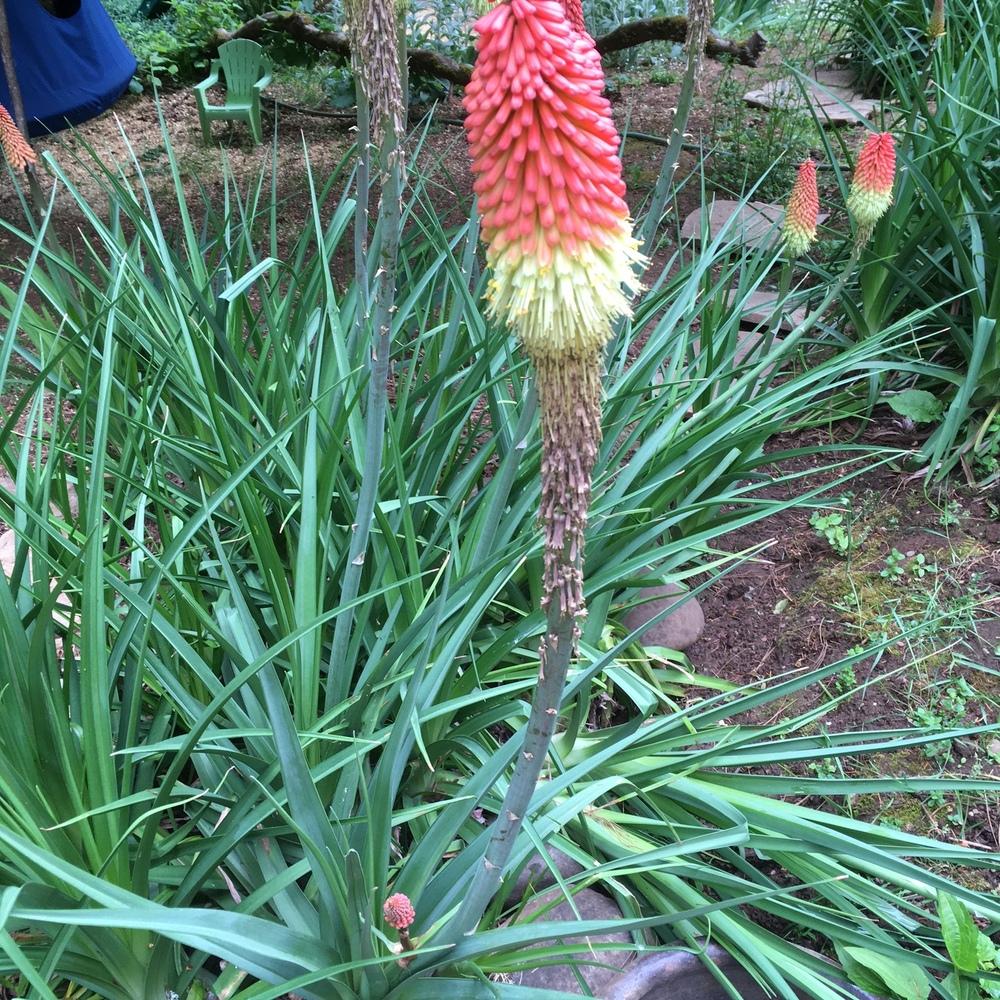 Photo of Torch Lilies (Kniphofia) uploaded by lharvey16