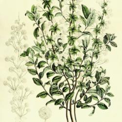 
Date: c. 1846
illustration from 'Flore des serres et des jardins de l'Europe', 