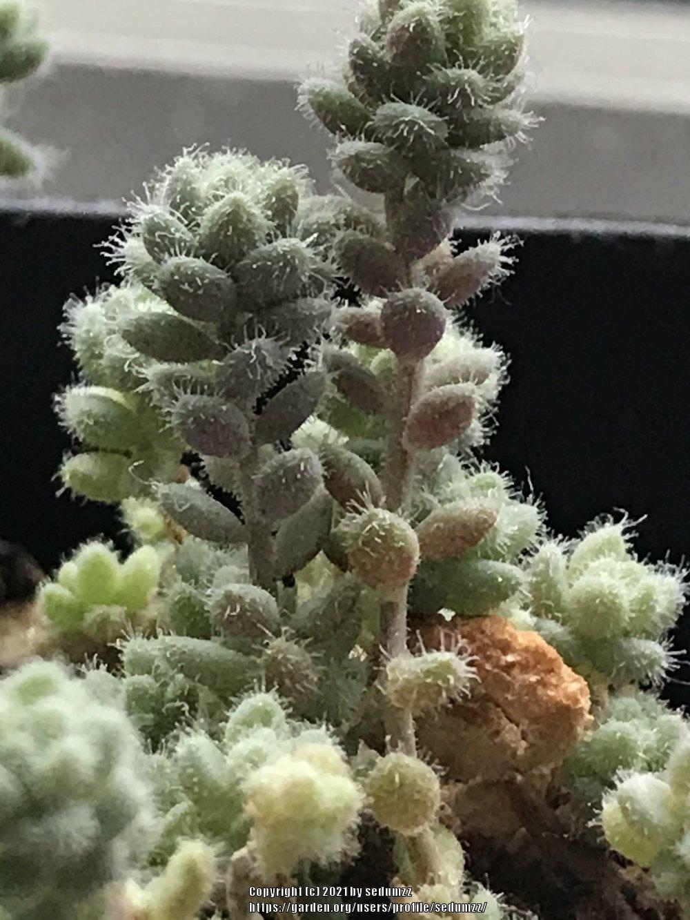Photo of Fuzzy Wuzzy Sedum (Sedum dasyphyllum var. glanduliferum) uploaded by sedumzz