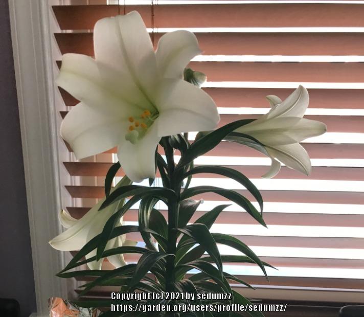 Photo of Lily (Lilium longiflorum) uploaded by sedumzz