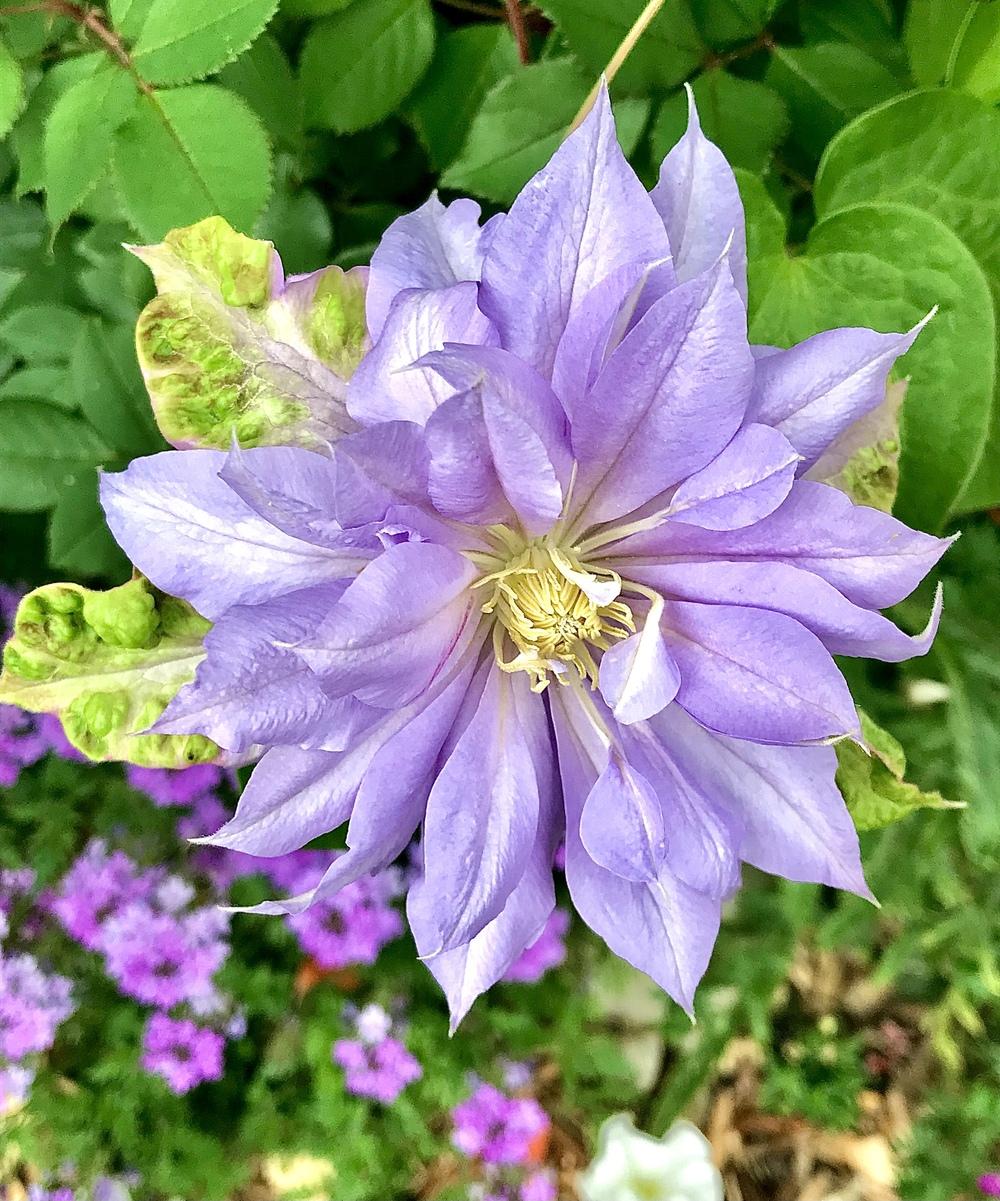Photo of Clematis 'Belle of Woking' uploaded by BeautifulRoots