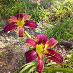 Location: Nocona,Texas zn.7 My gardens
Date: May22,2021
impressive blooms!