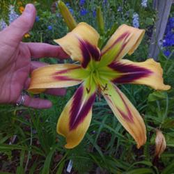 Location: Nocona,Texas zn.7 My gardens
Date: May 24,2021
This bloom is huge..(I have large hands)