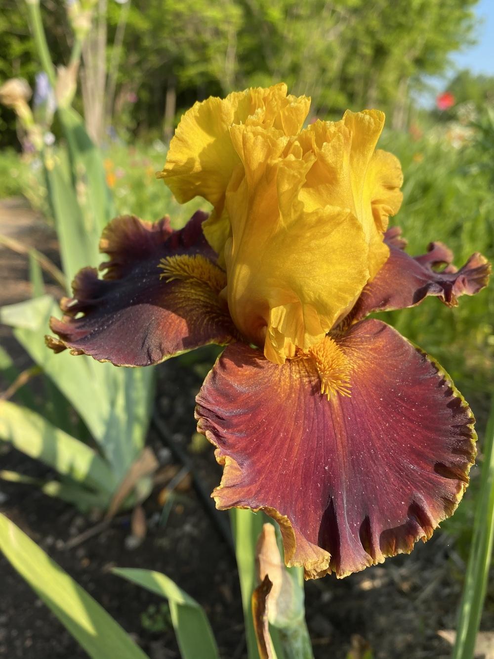 Photo of Tall Bearded Iris (Iris 'Bold Encounter') uploaded by FormerGWzoneLyndaWS