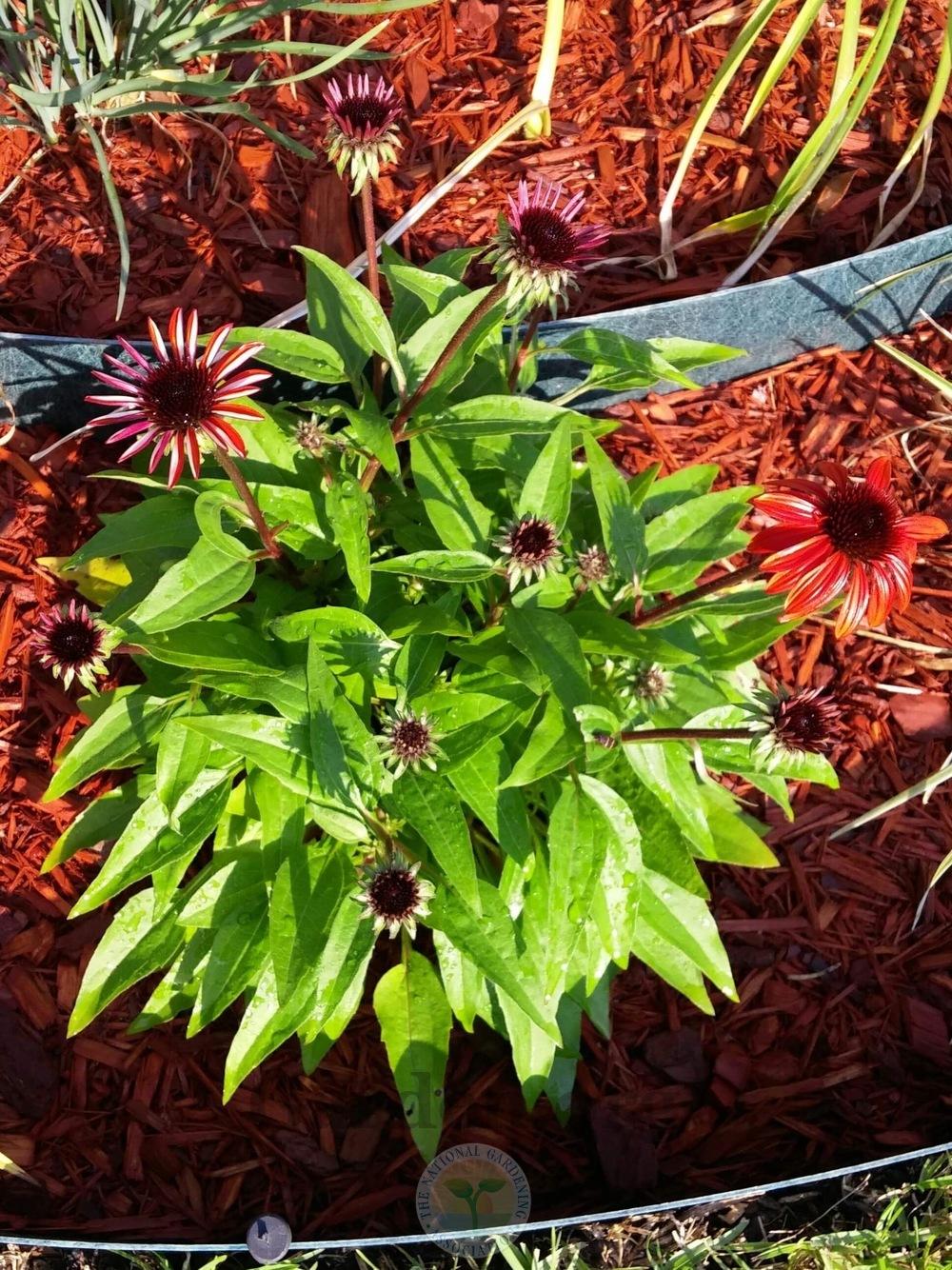 Photo of Coneflower (Echinacea Sombrero® Salsa Red) uploaded by Hamwild