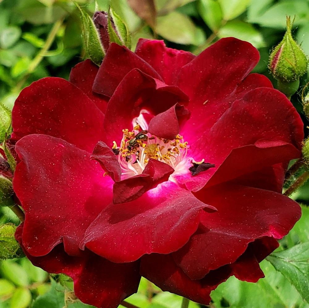 Photo of Rose (Rosa 'Dr. Huey') uploaded by Rogerab816
