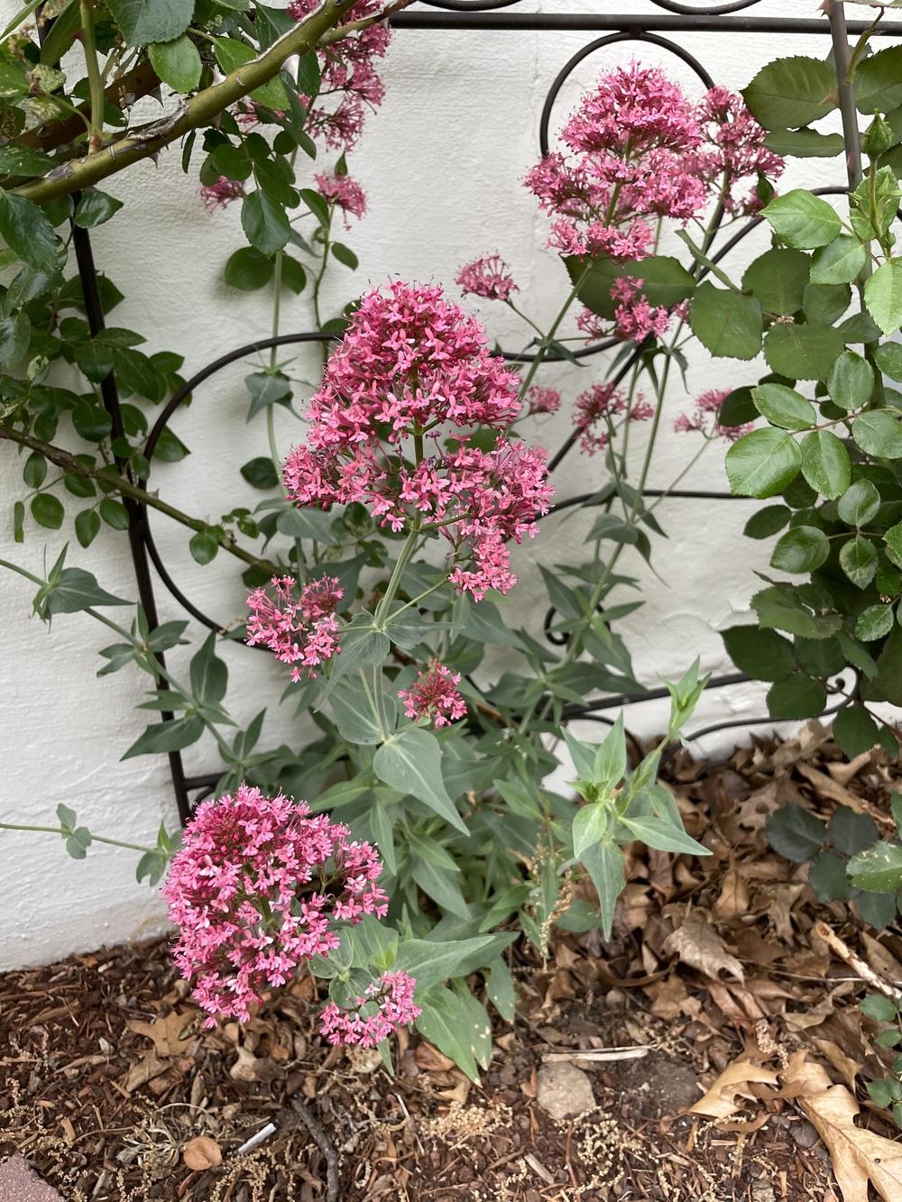 Photo of Red Valerian (Centranthus ruber 'Coccineus') uploaded by Zoia