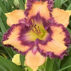 Location: National Daylily Convention, Hattiesburg MS 2021
Date: May 21, 2021