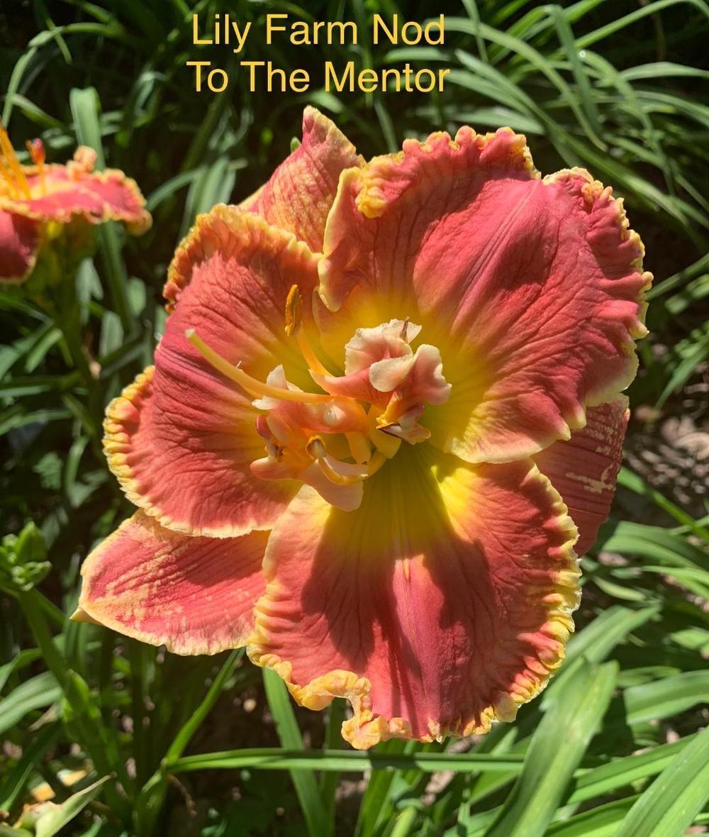 Photo of Daylily (Hemerocallis 'Lily Farm Nod to the Mentor') uploaded by dera