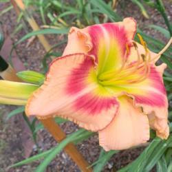Location: National Daylily Convention
Date: May 21, 2021