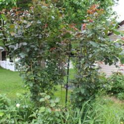 Location: My Garden in PA
Date: 2021-05-24
Over 7ft tall!  On multiflora rootstock