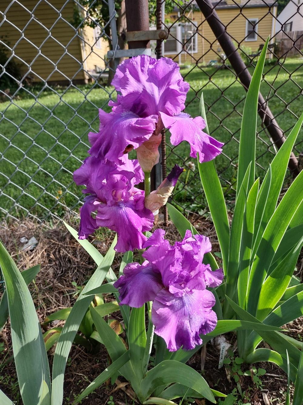 Photo of Tall Bearded Iris (Iris 'Majestic Ruler') uploaded by lvitanova