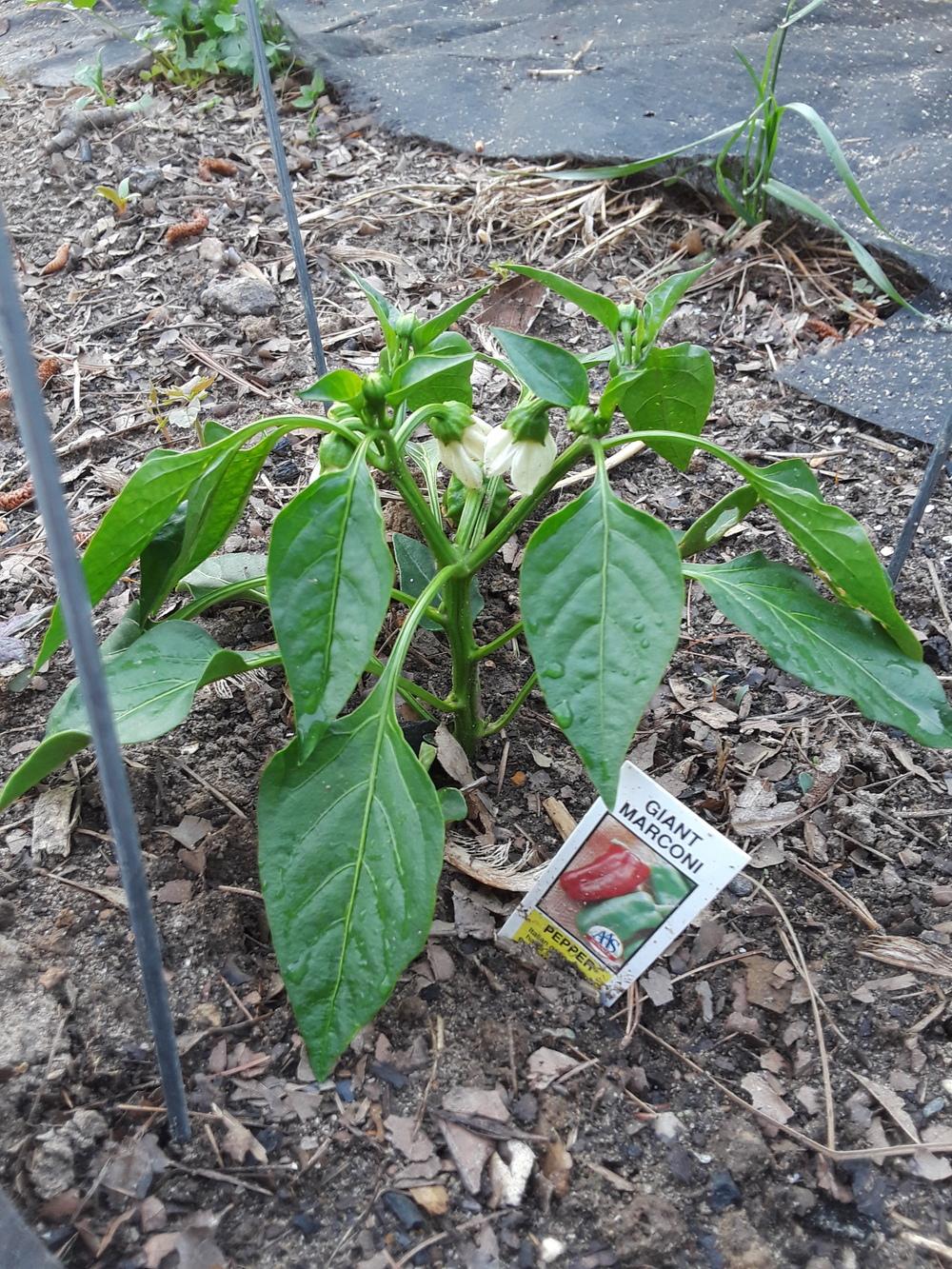 Photo of Sweet Pepper (Capsicum annuum 'Giant Marconi') uploaded by sallyg