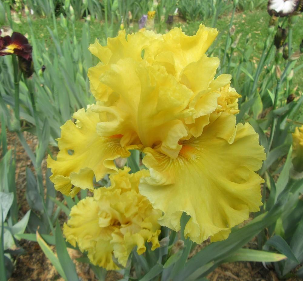 Photo of Tall Bearded Iris (Iris 'Aura of Glamour') uploaded by tveguy3