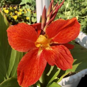 First bloom of Canna South Pacific Scarlet