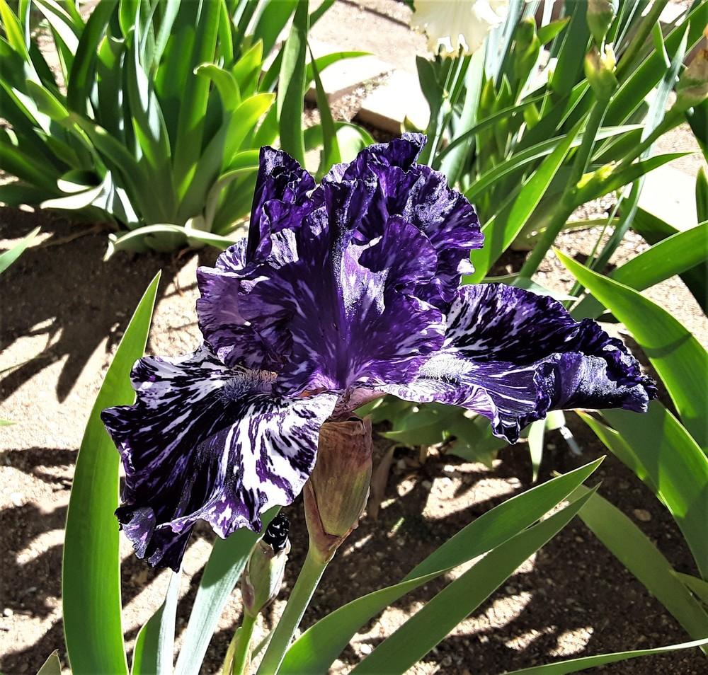 Photo of Tall Bearded Iris (Iris 'Splatter Matters') uploaded by Bitoftrouble