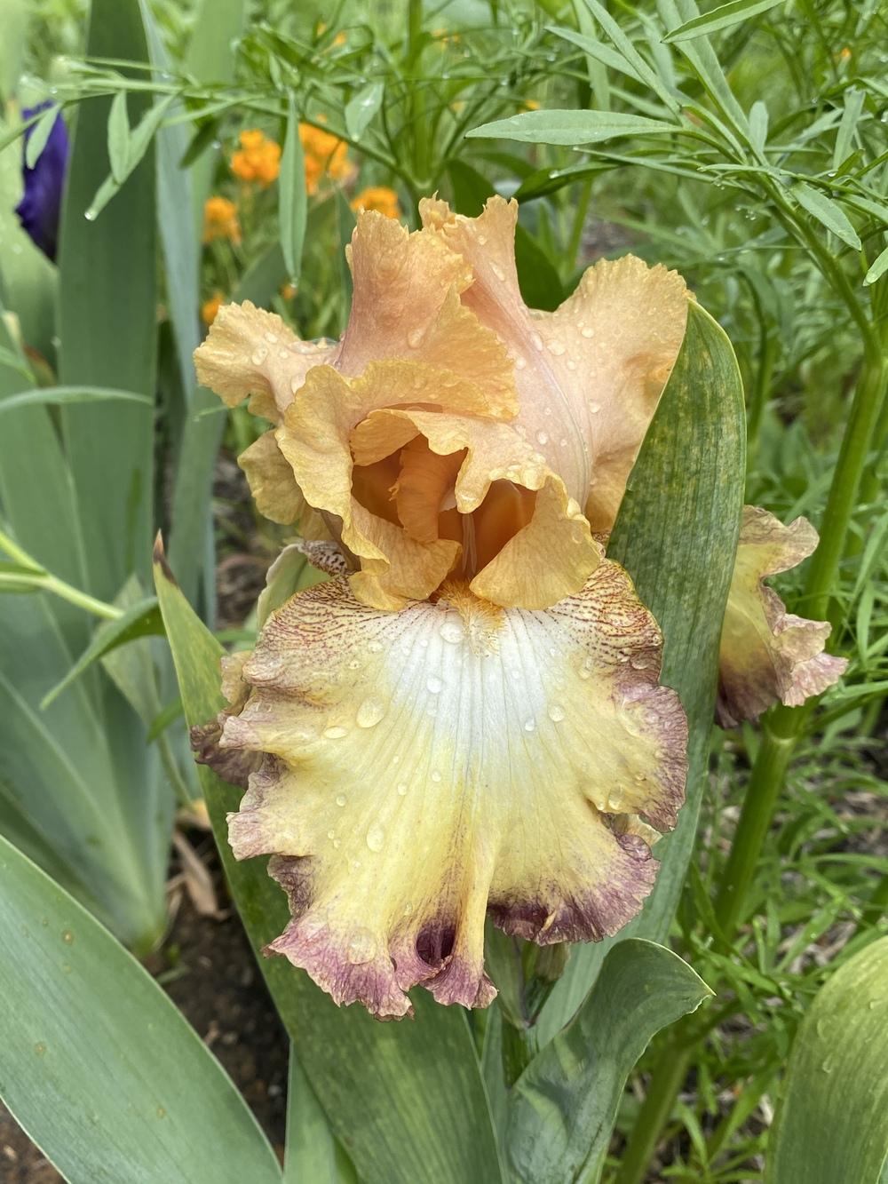 Photo of Tall Bearded Iris (Iris 'Nita Bonita') uploaded by FormerGWzoneLyndaWS