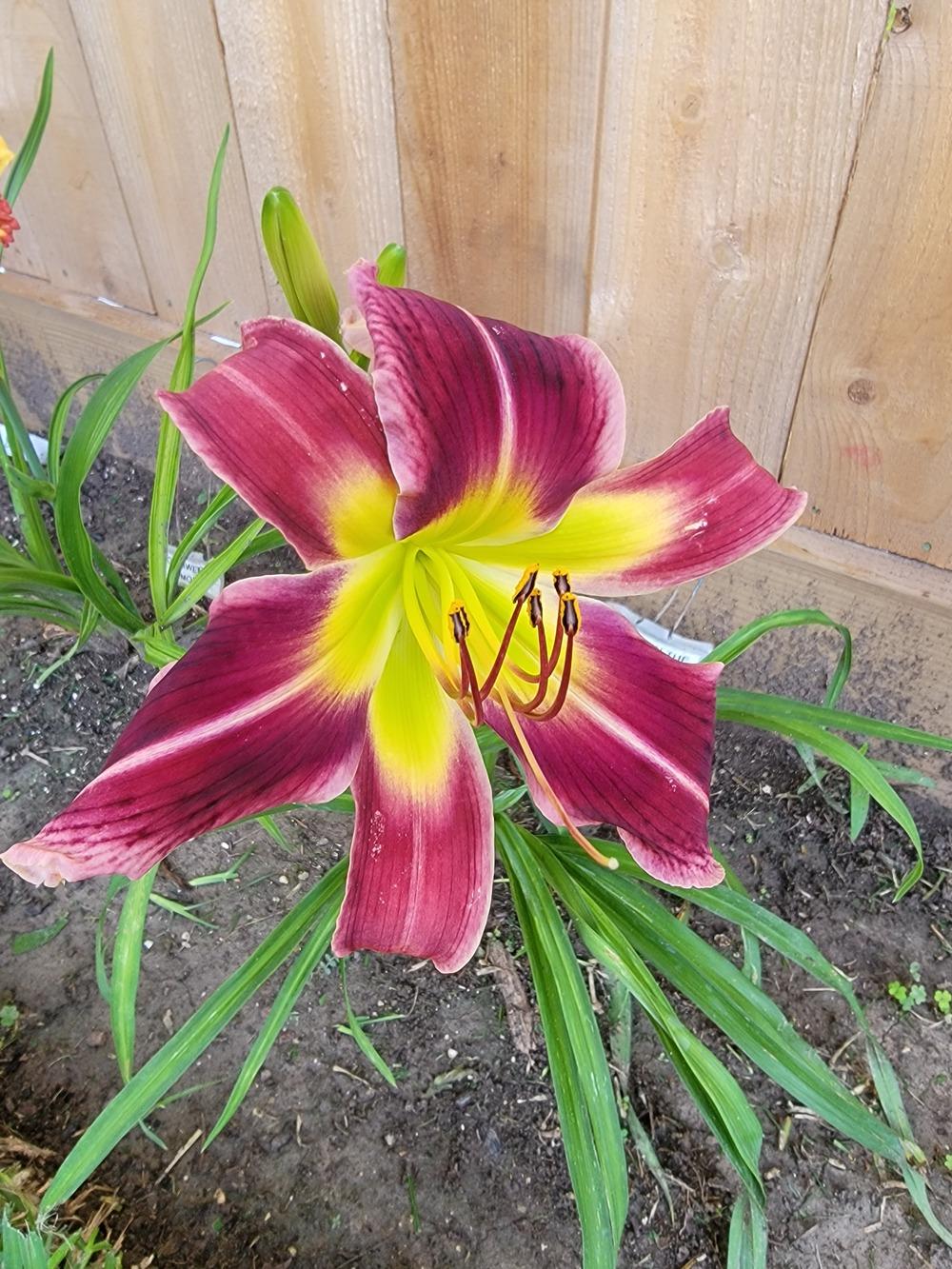 Photo of Daylily (Hemerocallis 'Snake in the Grass Boo') uploaded by drgulley