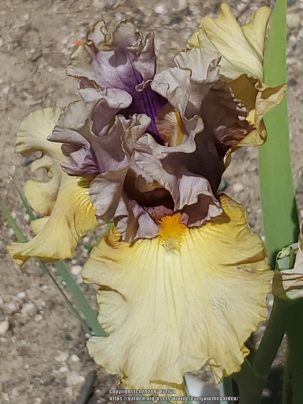Photo of Tall Bearded Iris (Iris 'Sunset Storm') uploaded by evelyninthegarden
