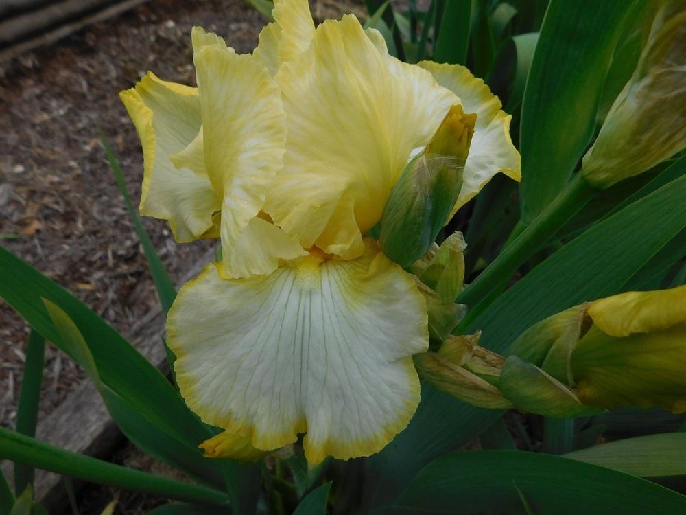 Photo of Tall Bearded Iris (Iris 'Total Recall') uploaded by gardenglassgems