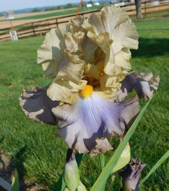 Photo of Tall Bearded Iris (Iris 'Obi-Wan Kenobi') uploaded by gardenglassgems