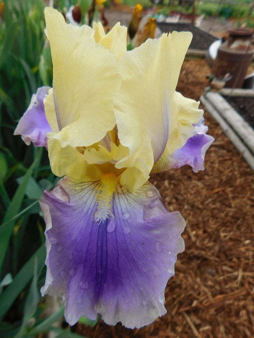 Photo of Tall Bearded Iris (Iris 'Carter Spring') uploaded by gardenglassgems