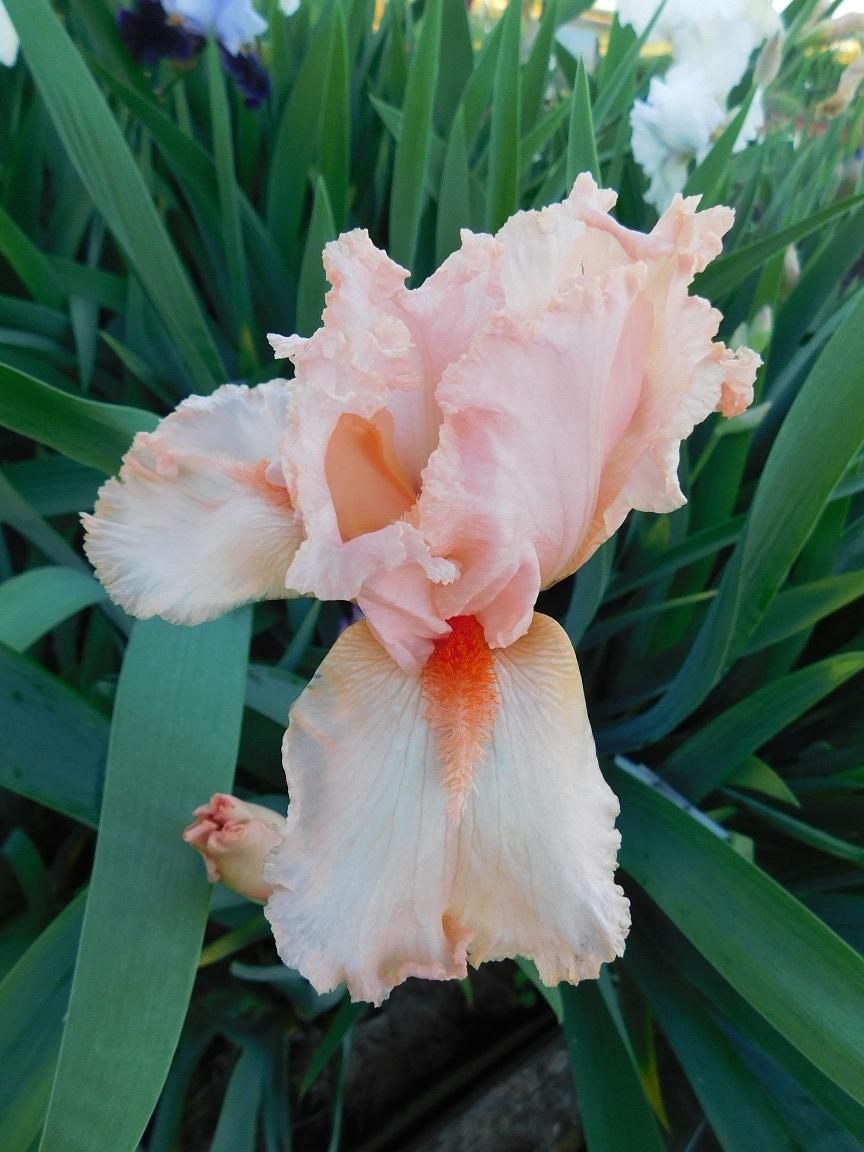 Photo of Tall Bearded Iris (Iris 'Coral Point') uploaded by gardenglassgems
