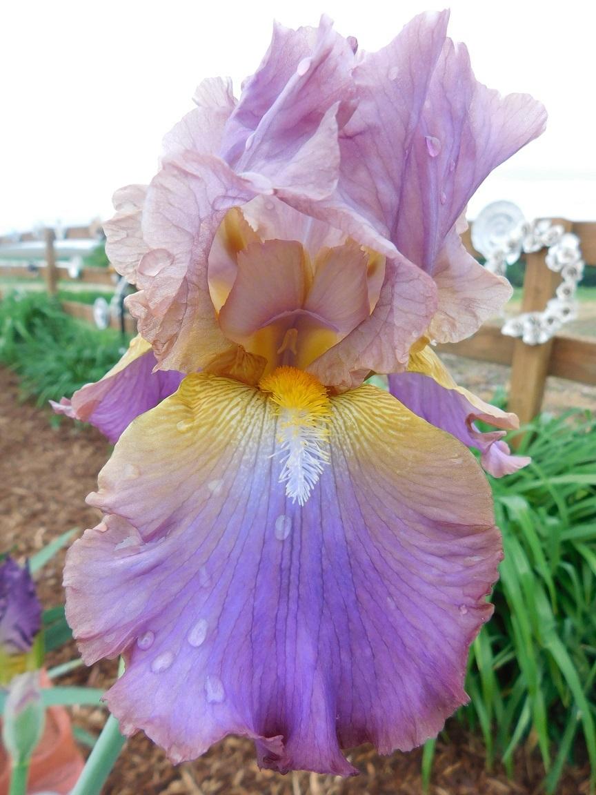Photo of Tall Bearded Iris (Iris 'Durham Dream') uploaded by gardenglassgems
