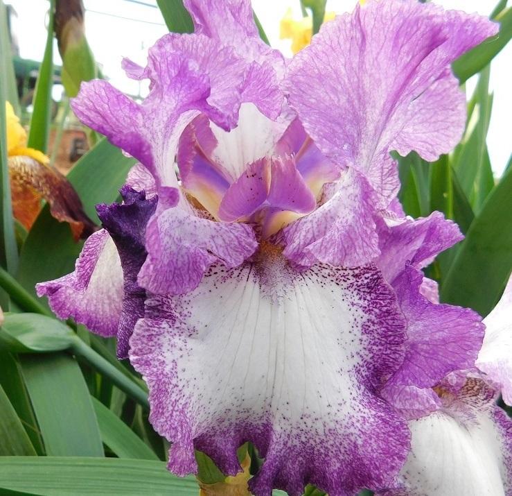 Photo of Tall Bearded Iris (Iris 'Mariposa Autumn') uploaded by gardenglassgems