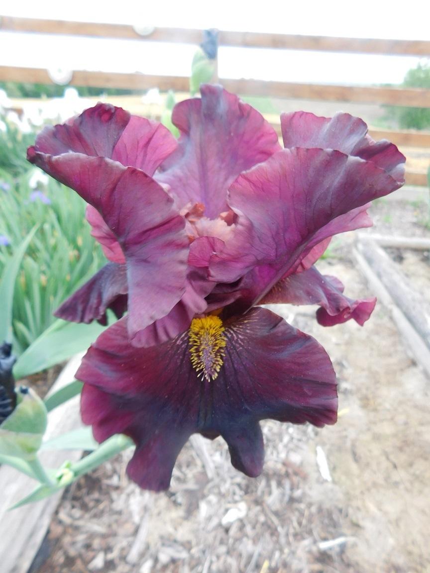 Photo of Tall Bearded Iris (Iris 'Raptor Red') uploaded by gardenglassgems