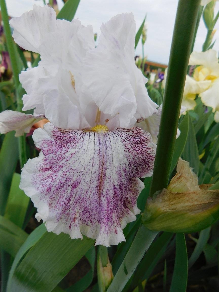 Photo of Tall Bearded Iris (Iris 'Hi There Gorgeous') uploaded by gardenglassgems