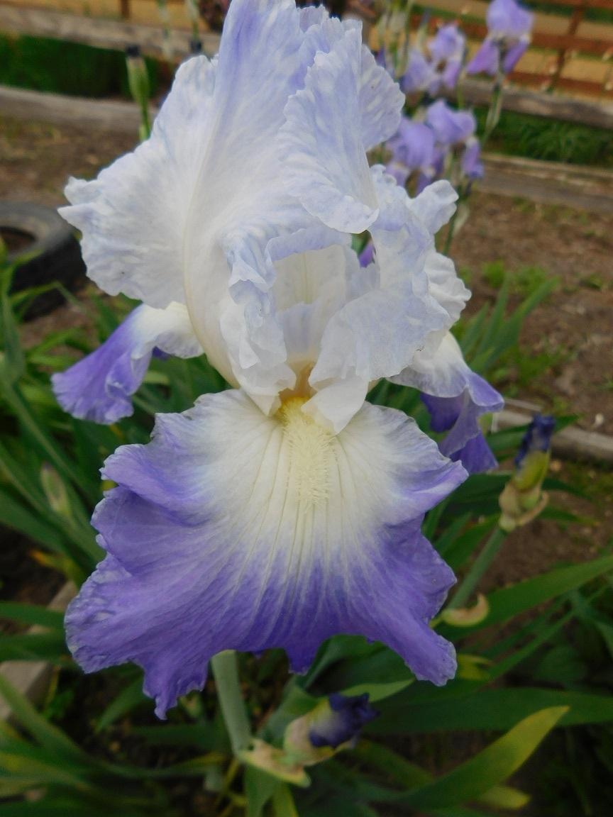 Photo of Tall Bearded Iris (Iris 'Clarence') uploaded by gardenglassgems
