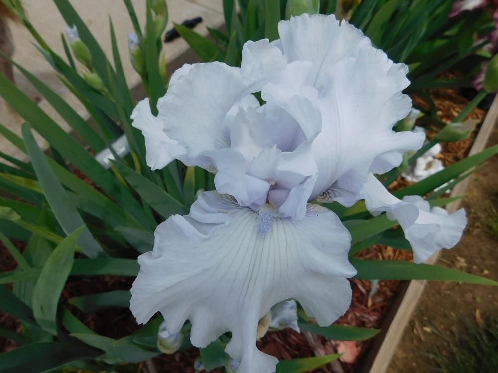 Photo of Tall Bearded Iris (Iris 'Uncle Charlie') uploaded by gardenglassgems
