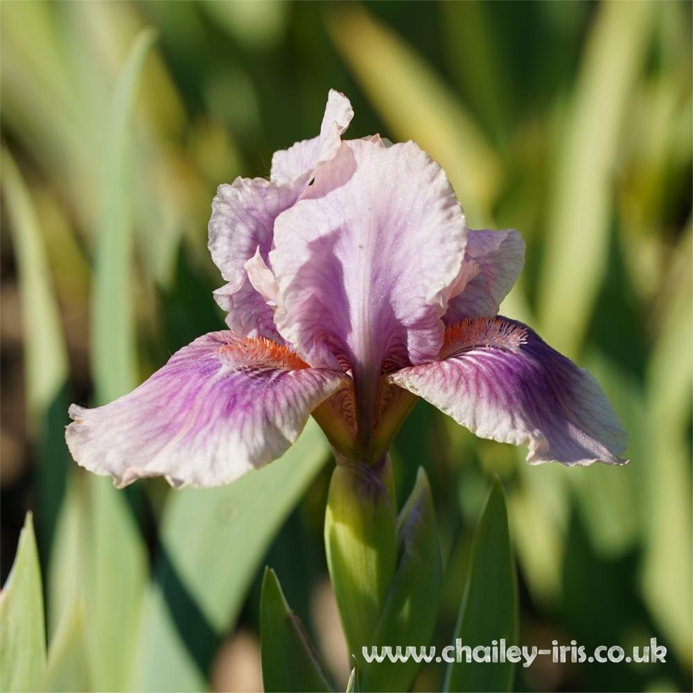 Photo of Intermediate Bearded Iris (Iris 'Raspberry Blush') uploaded by jeffa