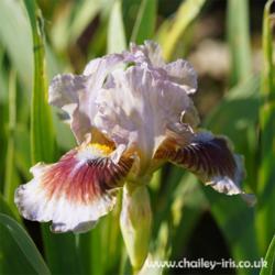Location: Sussex, UK
Date: late May 2021
Subtle gold wash in the standards make this an intriguing iris.