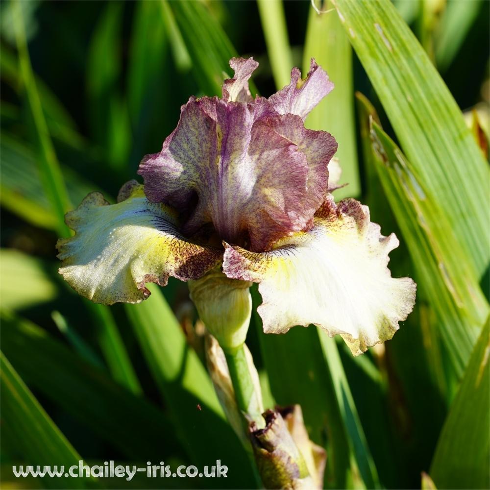 Photo of Tall Bearded Iris (Iris 'Happy New Year') uploaded by jeffa