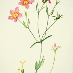 
Date: c. 1931
illustration by Mary E. Eaton from 'Addisonia', 1931