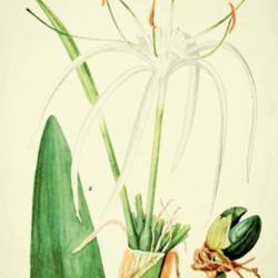 
Date: c. 1931
illustration [as Hymenocallis caymanensis] by Mary E. Eaton from 