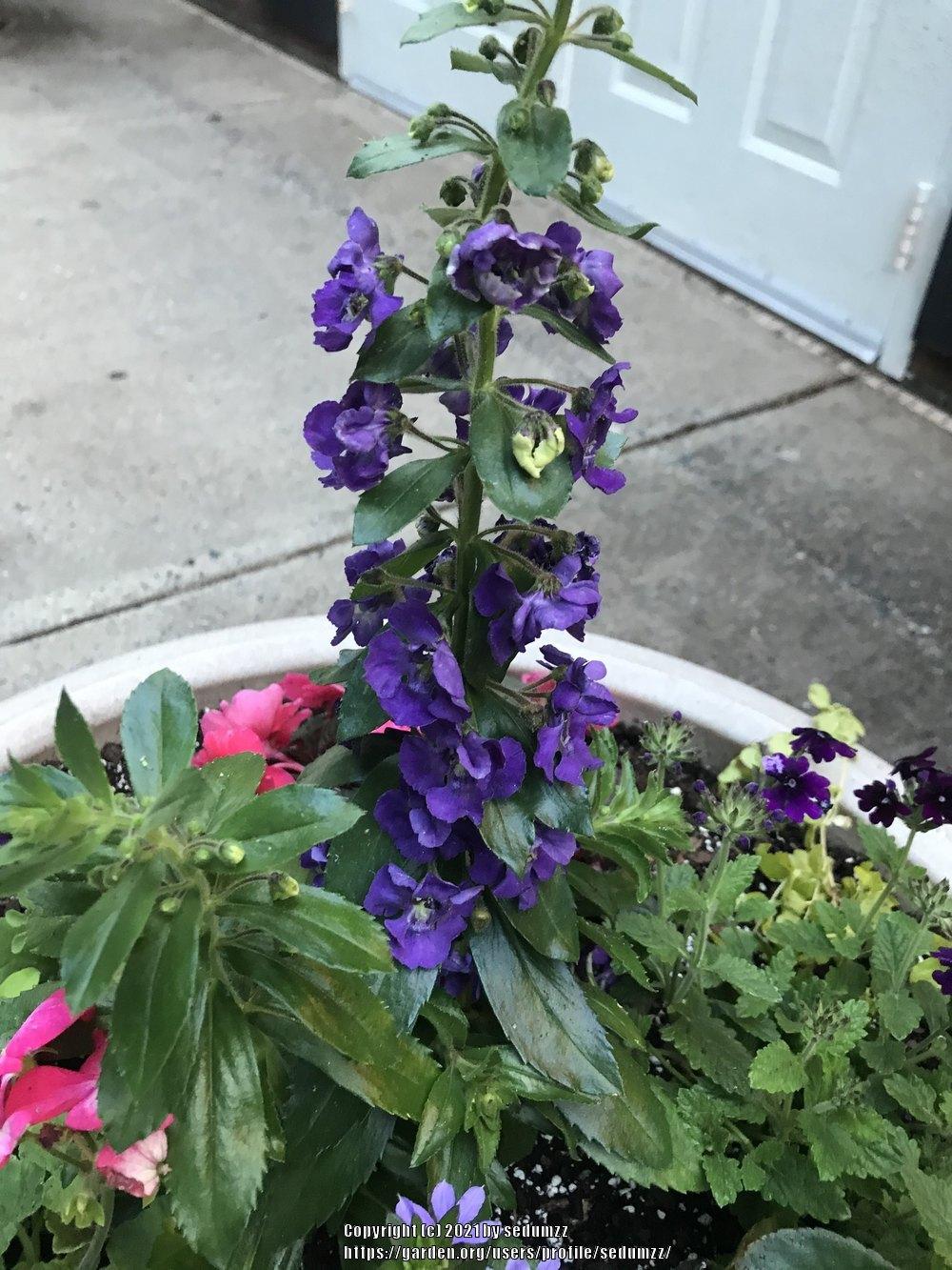 Photo of Summer Snapdragon (Angelonia angustifolia Angelface® Blue Improved) uploaded by sedumzz