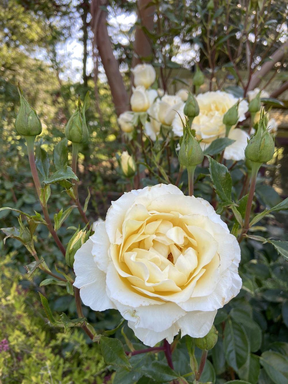 Photo of Rose (Rosa 'Irish Hope') uploaded by Calif_Sue