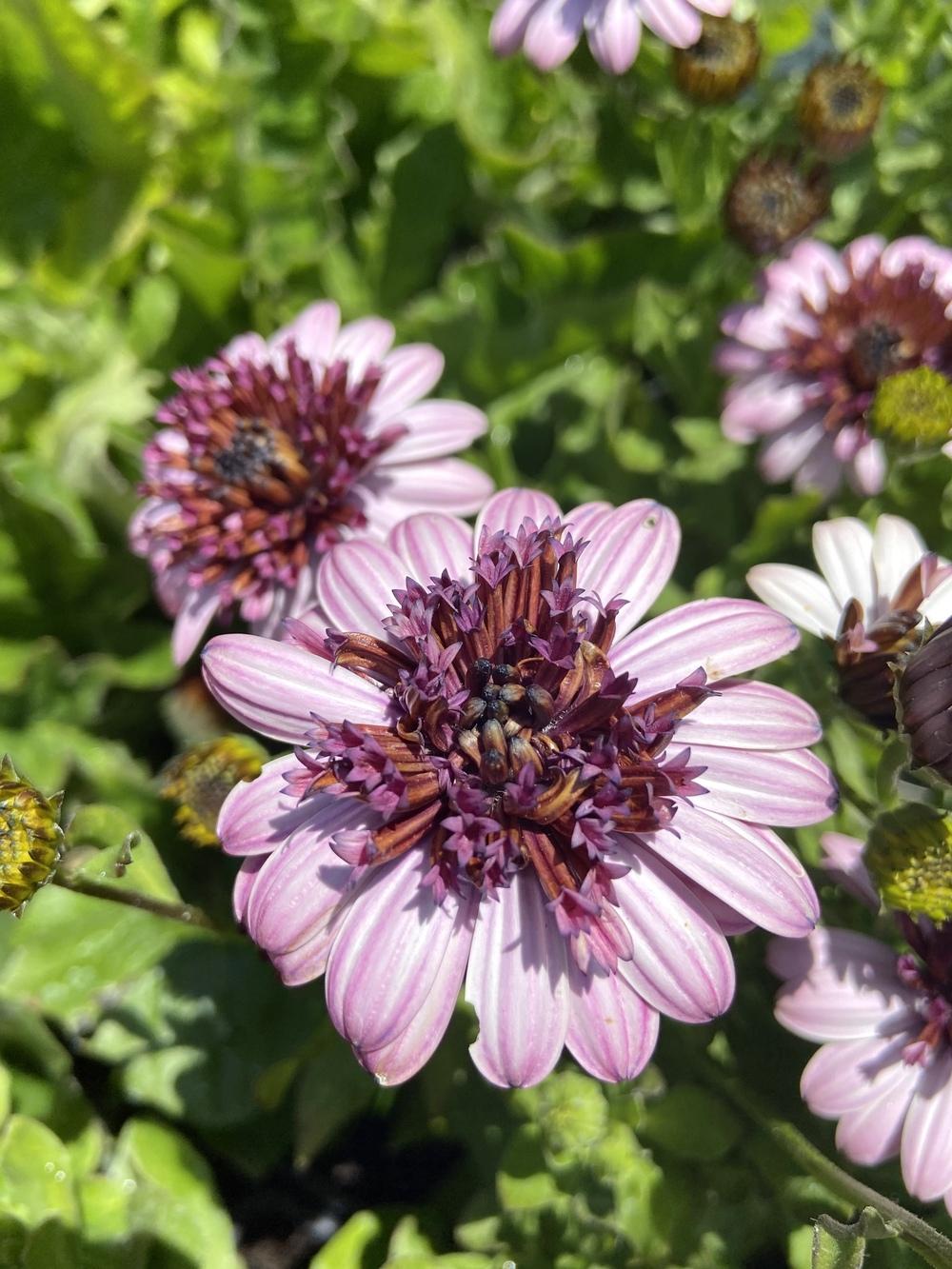 Photo of African Daisy (Osteospermum ecklonis 4D™ Berry White) uploaded by Calif_Sue